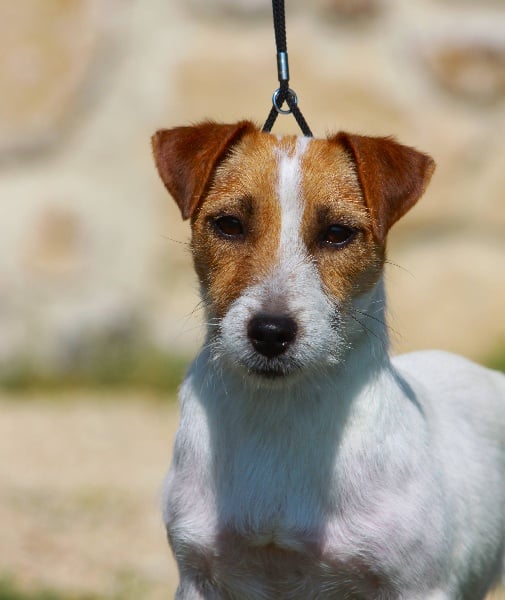 Elsa du creux du nant - CACIB-CACS