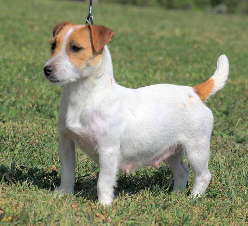 Elsa du creux du nant - Cacs