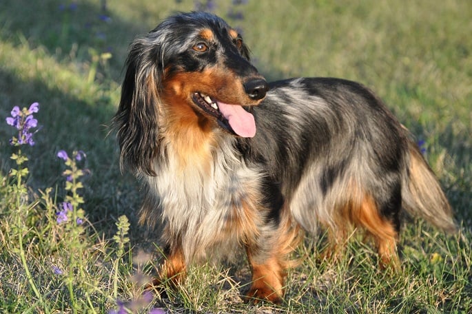 Publication : de Massugeon Auteur : Massugeon