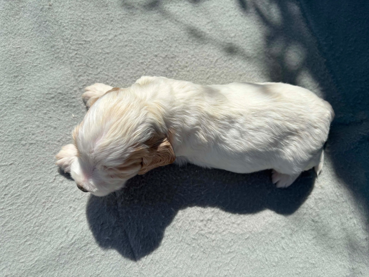 Chiot N°5