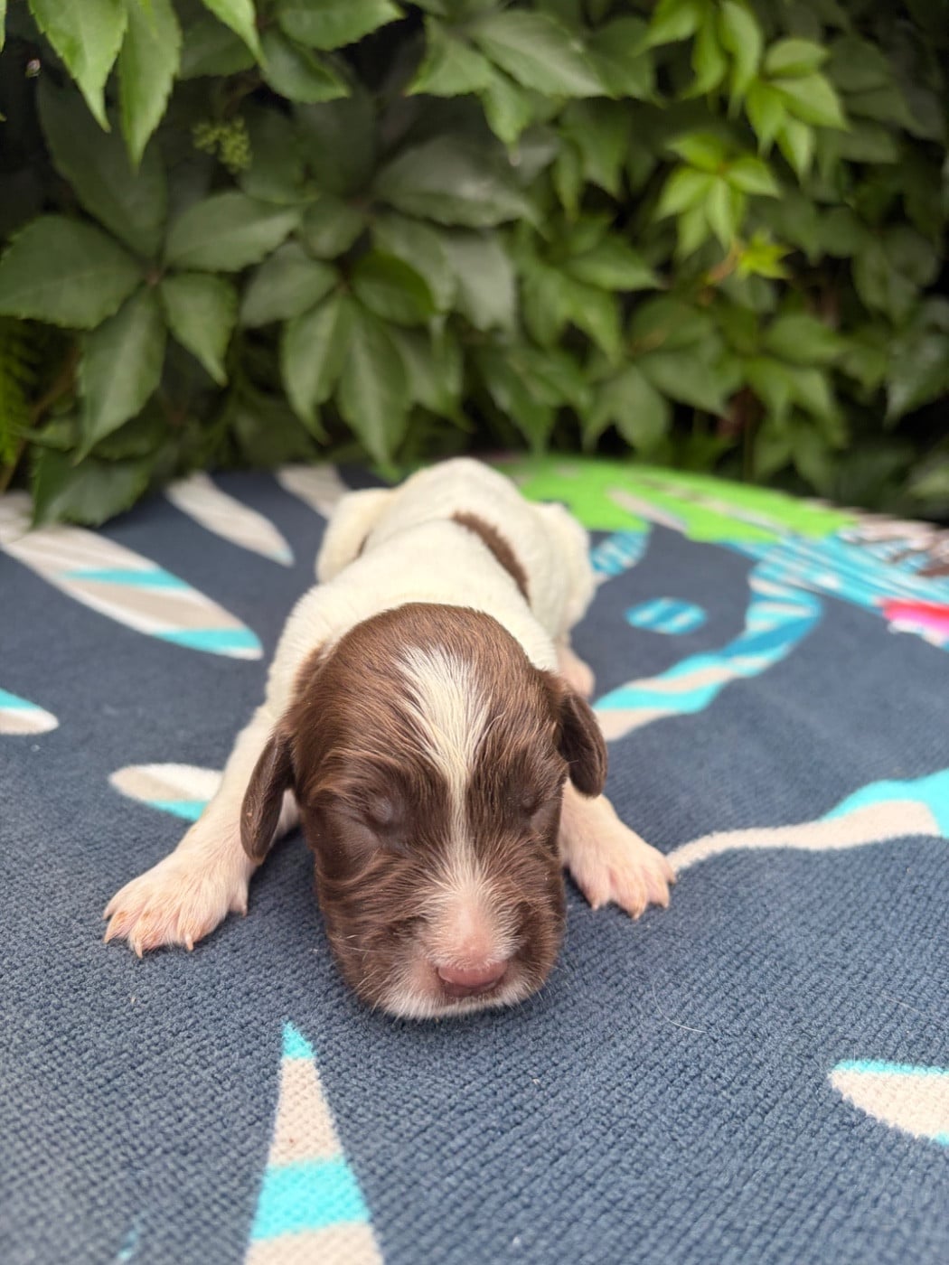 Chiot N°7