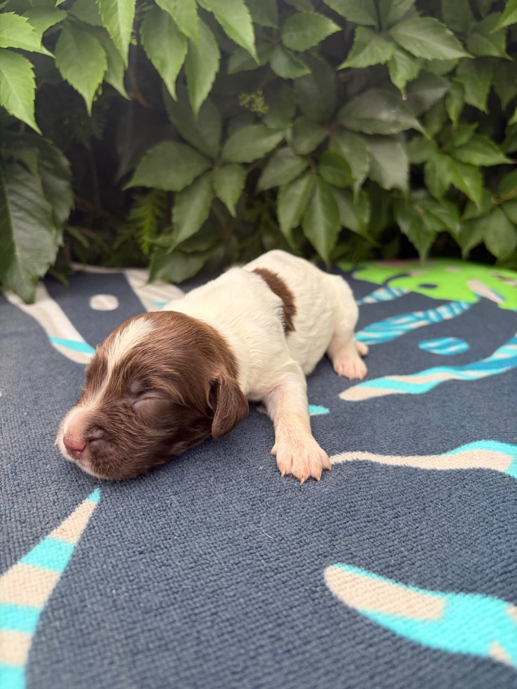 Chiot N°7