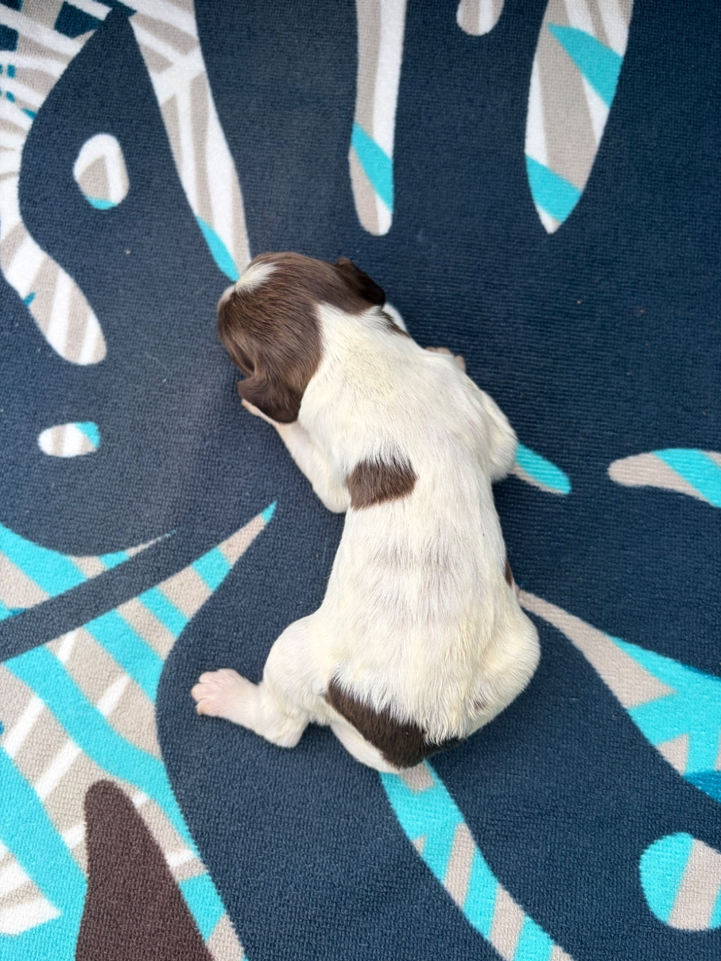 Chiot N°7
