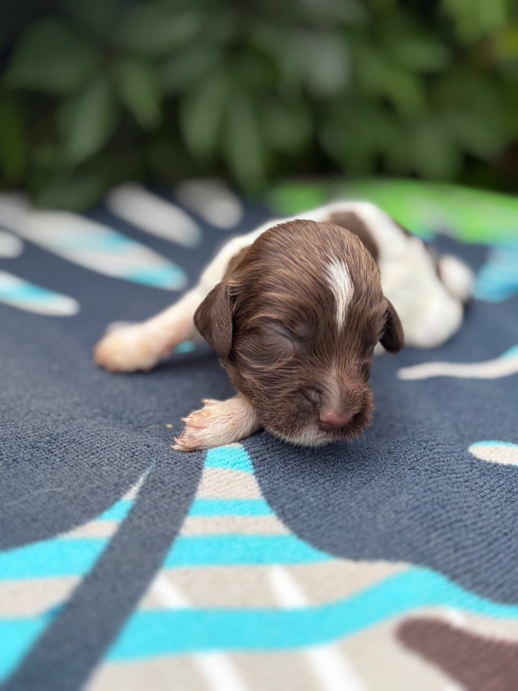 Chiot N°8