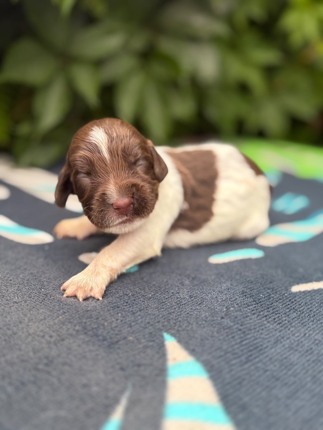 Chiot N°8