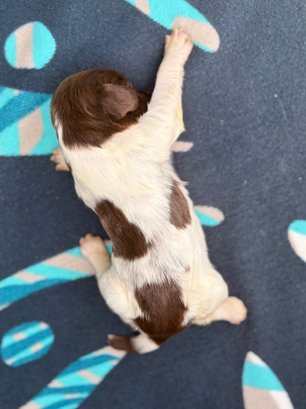 Chiot N°8