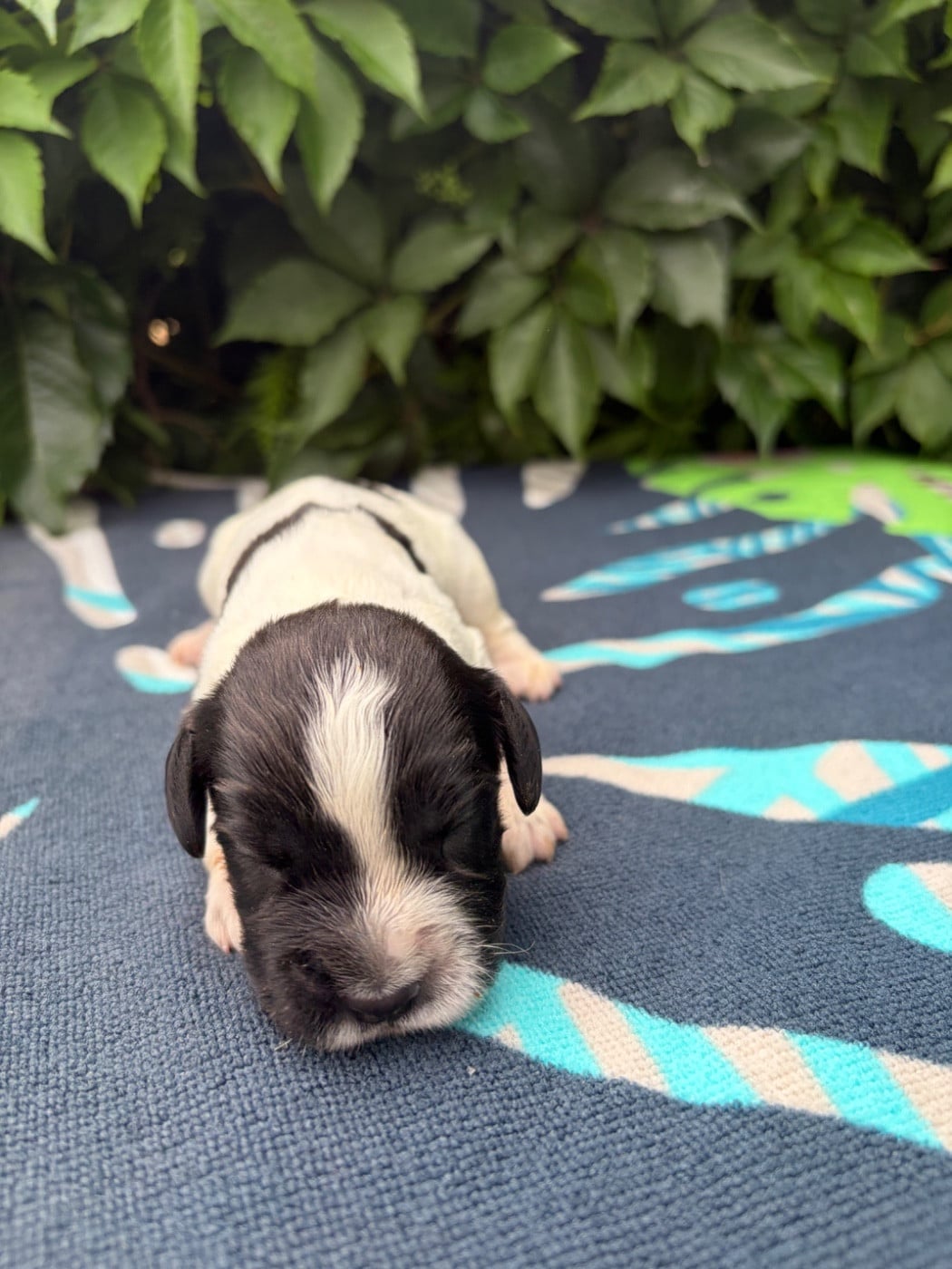 Chiot N°9