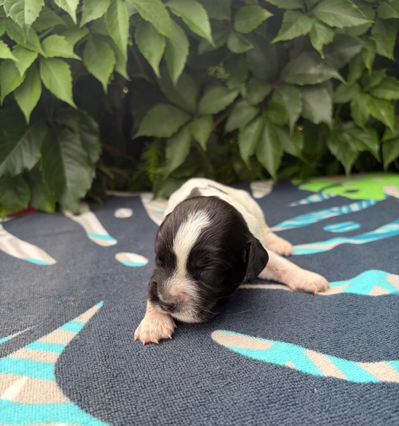 Chiot N°9