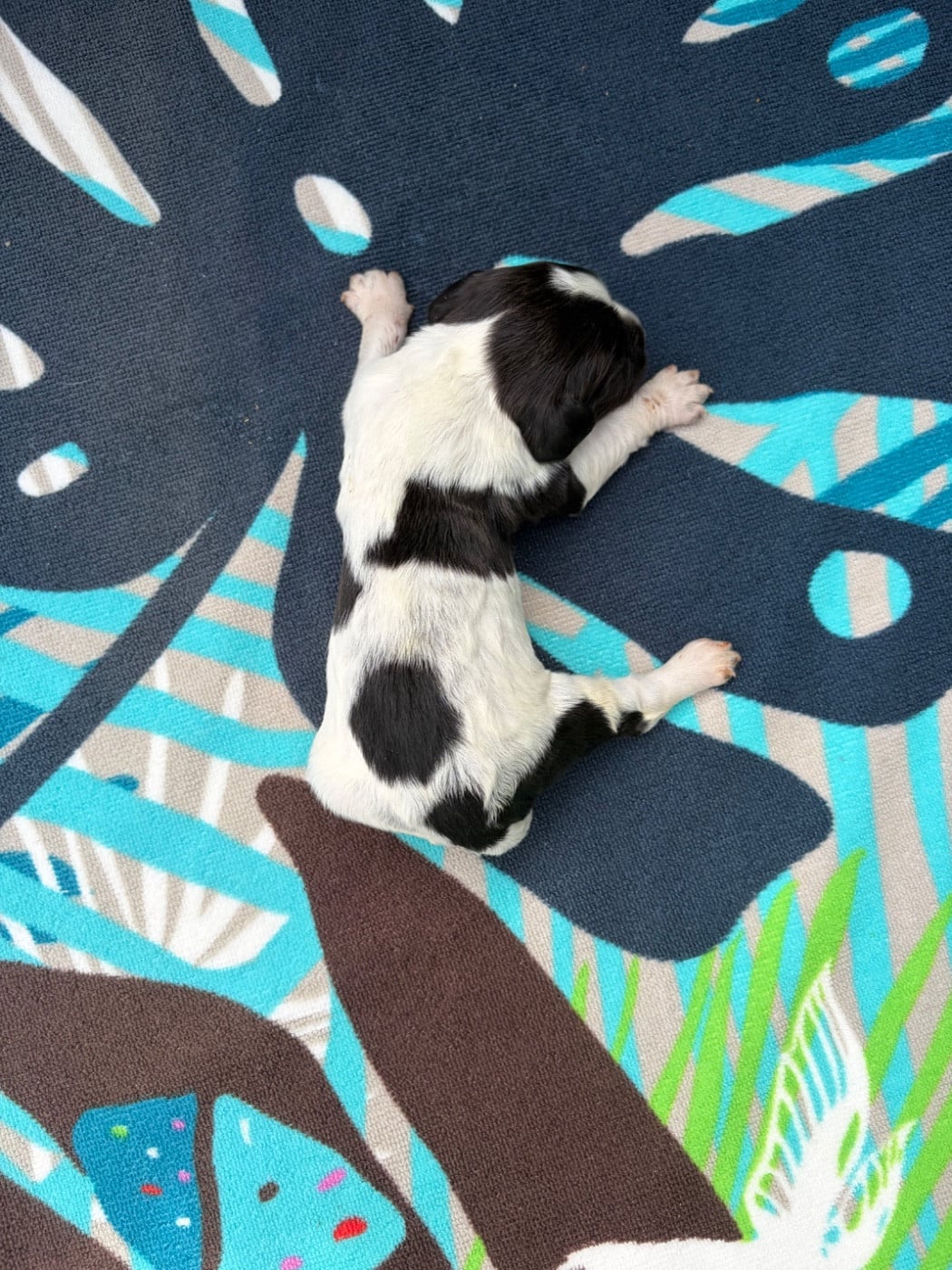 Chiot N°9