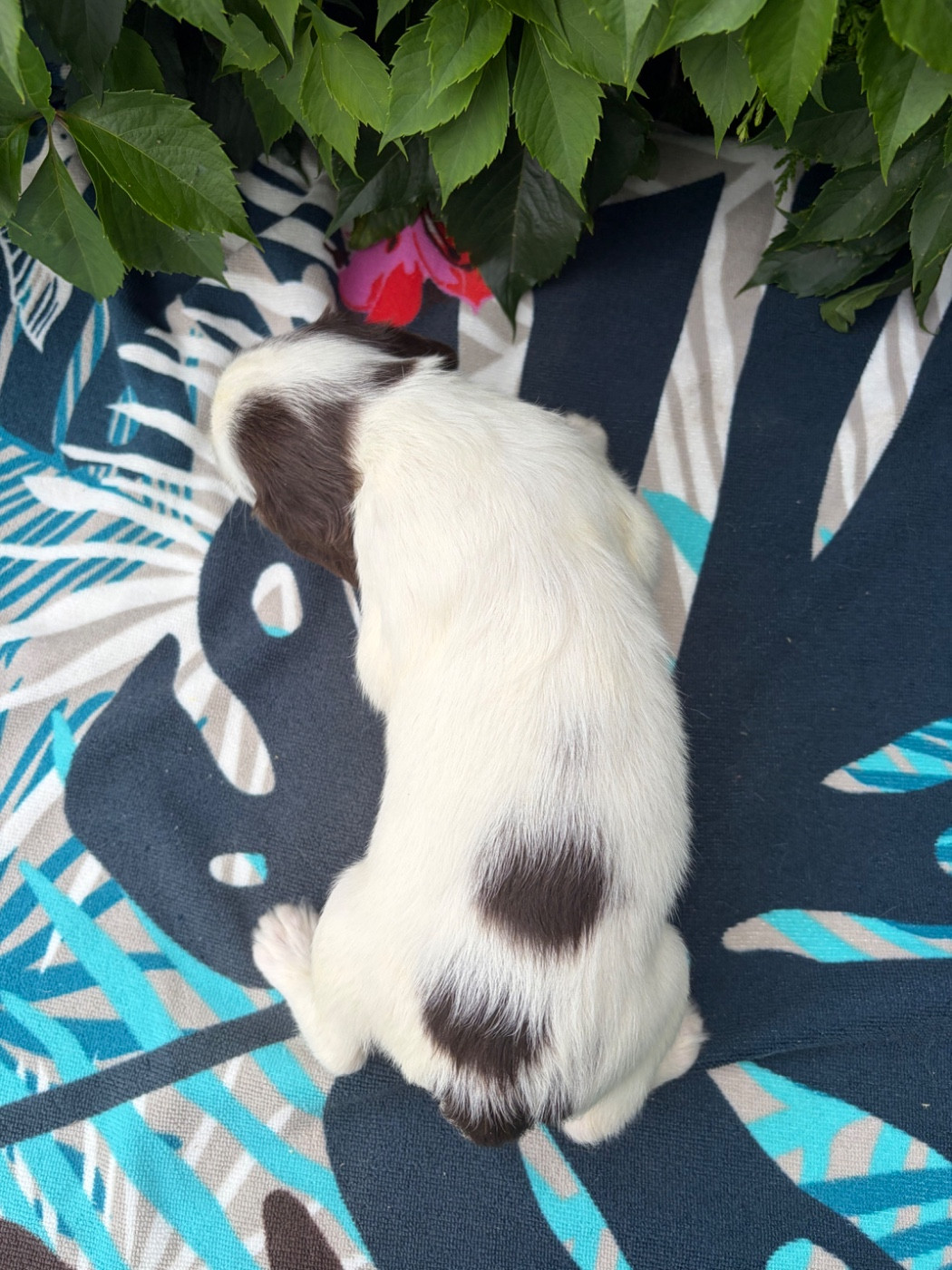 Bucky