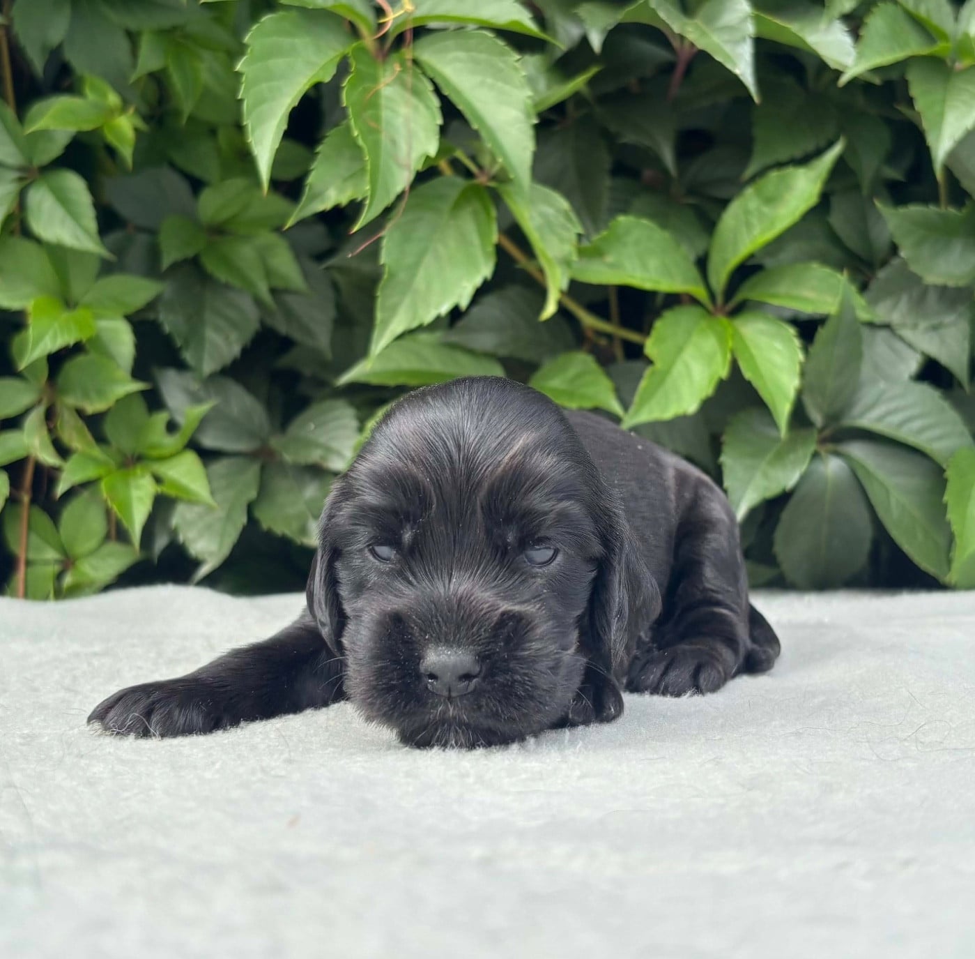 Chiot N°3 - Cocker Spaniel Anglais