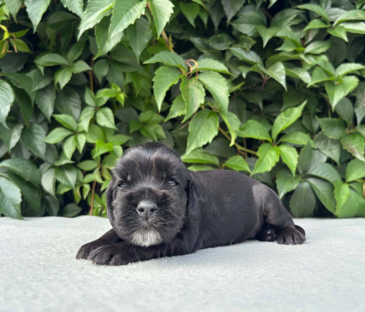 Chiot N°6 - Cocker Spaniel Anglais