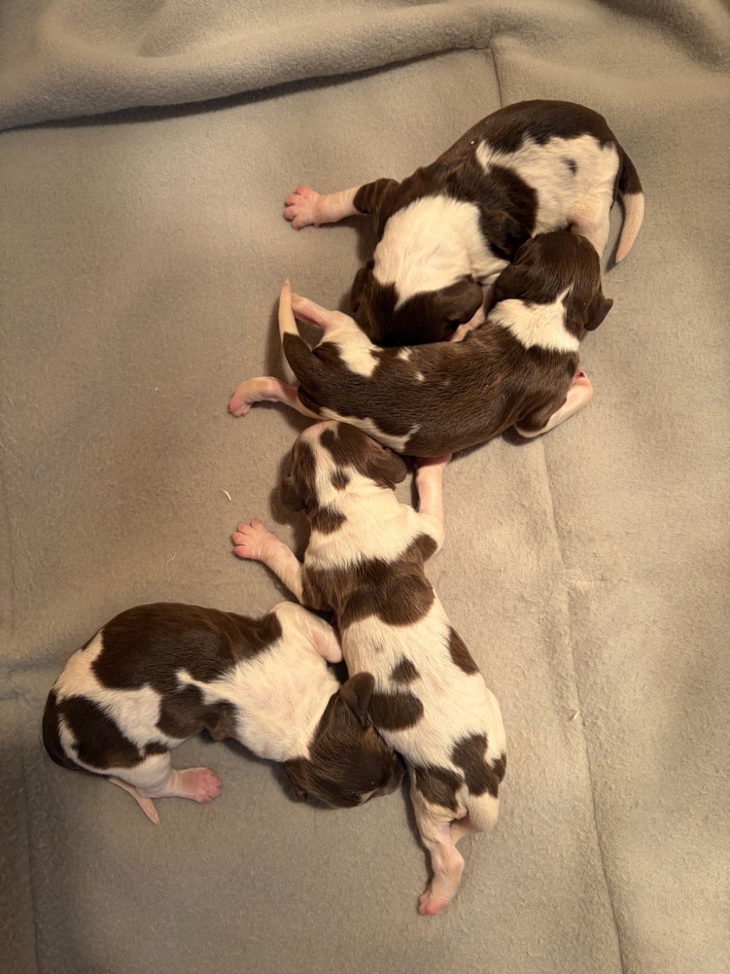 CHIOT 2 - English Springer Spaniel