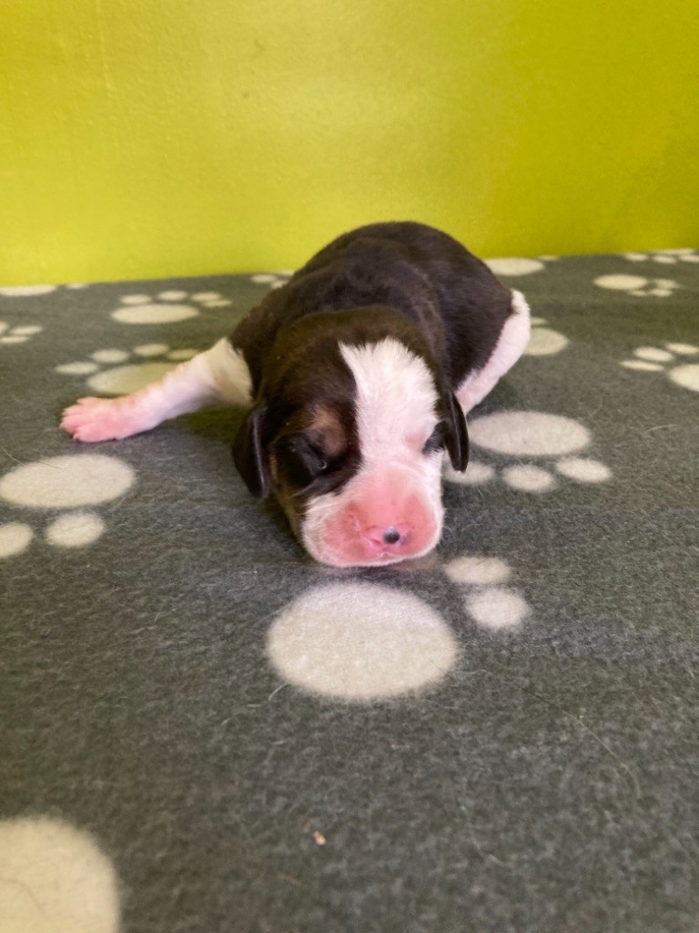 Beagle