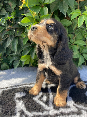 Cocker Spaniel Anglais