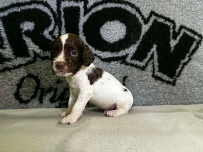 Les chiots de English Springer Spaniel