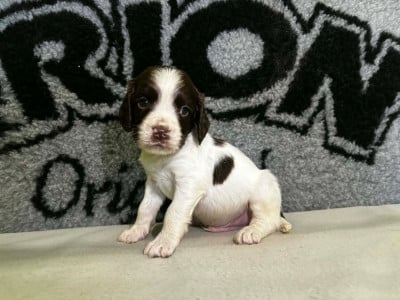 Les chiots de English Springer Spaniel