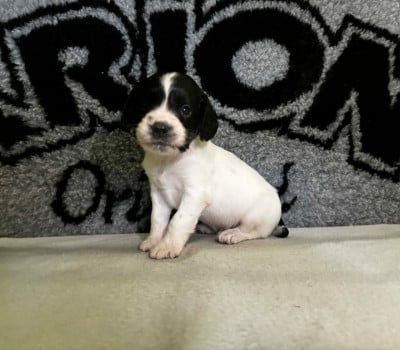 Les chiots de English Springer Spaniel