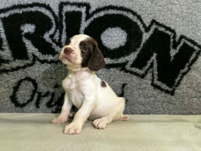 Les chiots de English Springer Spaniel