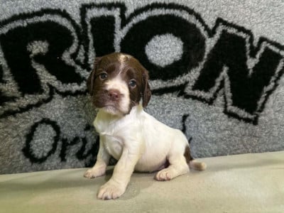 Les chiots de English Springer Spaniel