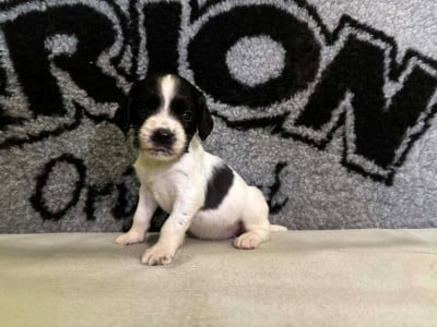 Les chiots de English Springer Spaniel
