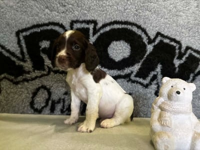 Les chiots de English Springer Spaniel