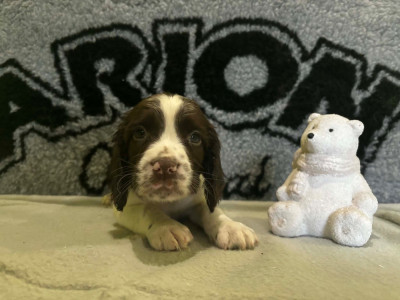 Les chiots de English Springer Spaniel