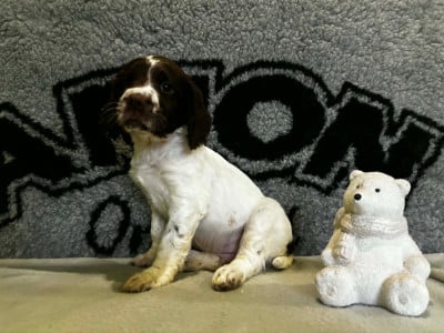 Les chiots de English Springer Spaniel
