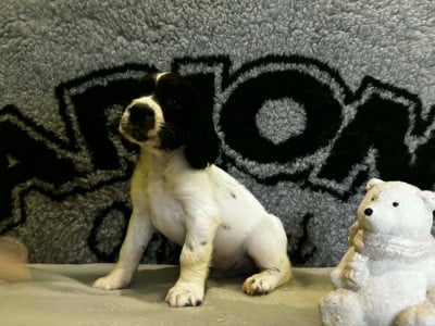 Les chiots de English Springer Spaniel
