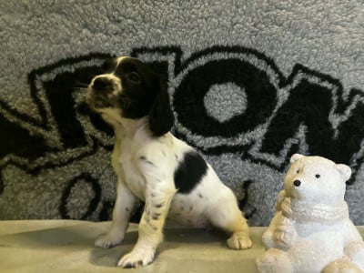 Les chiots de English Springer Spaniel