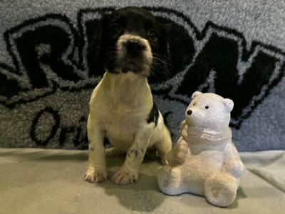 Les chiots de English Springer Spaniel