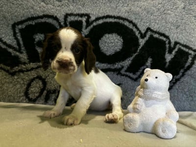 Les chiots de English Springer Spaniel