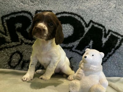 Les chiots de English Springer Spaniel