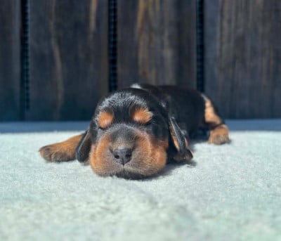Les chiots de Cocker Spaniel Anglais