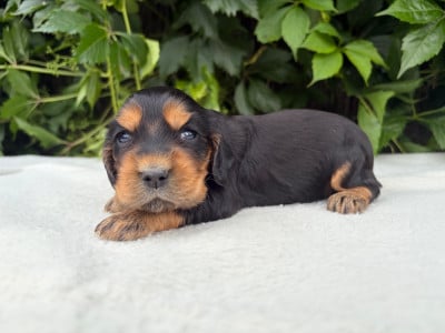 Les chiots de Cocker Spaniel Anglais