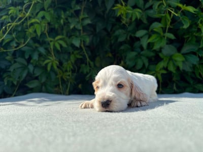 Les chiots de Cocker Spaniel Anglais
