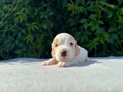 Les chiots de Cocker Spaniel Anglais