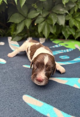 Les chiots de English Springer Spaniel