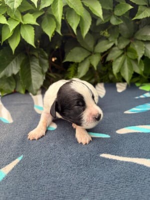 Les chiots de English Springer Spaniel