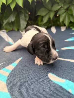 Les chiots de English Springer Spaniel