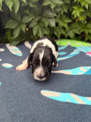 Les chiots de English Springer Spaniel
