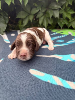 Les chiots de English Springer Spaniel