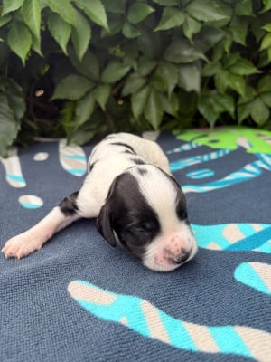 Les chiots de English Springer Spaniel