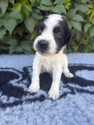 Les chiots de English Springer Spaniel