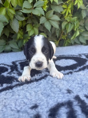 Les chiots de English Springer Spaniel