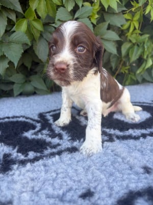 Les chiots de English Springer Spaniel