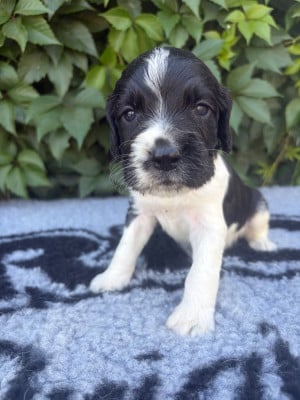 Les chiots de English Springer Spaniel