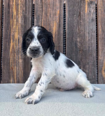 Les chiots de English Springer Spaniel