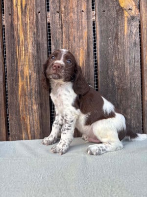 Les chiots de English Springer Spaniel