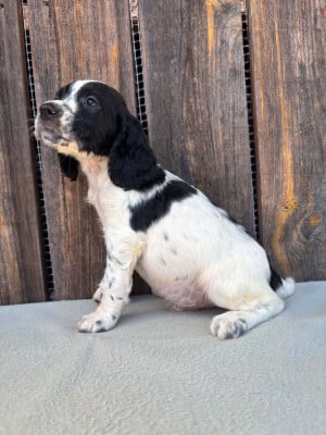 Les chiots de English Springer Spaniel
